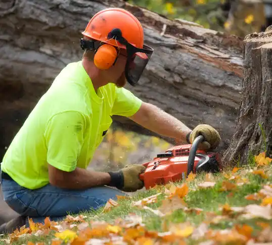 tree services Minnetonka